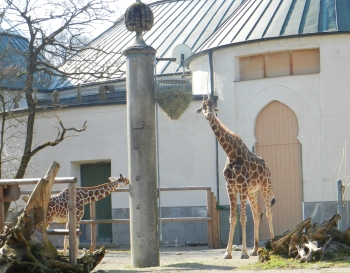 Giraffe Munich Zoo