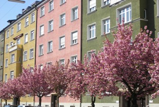 A Munich street with blossoming trees in spring