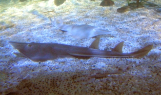 Sealife Munich